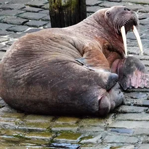 Großbritannien: Walross „Thor“ liegt im Hafen von Scarborough.