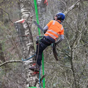 Ein Spezialist fällt eine Birke am Hang