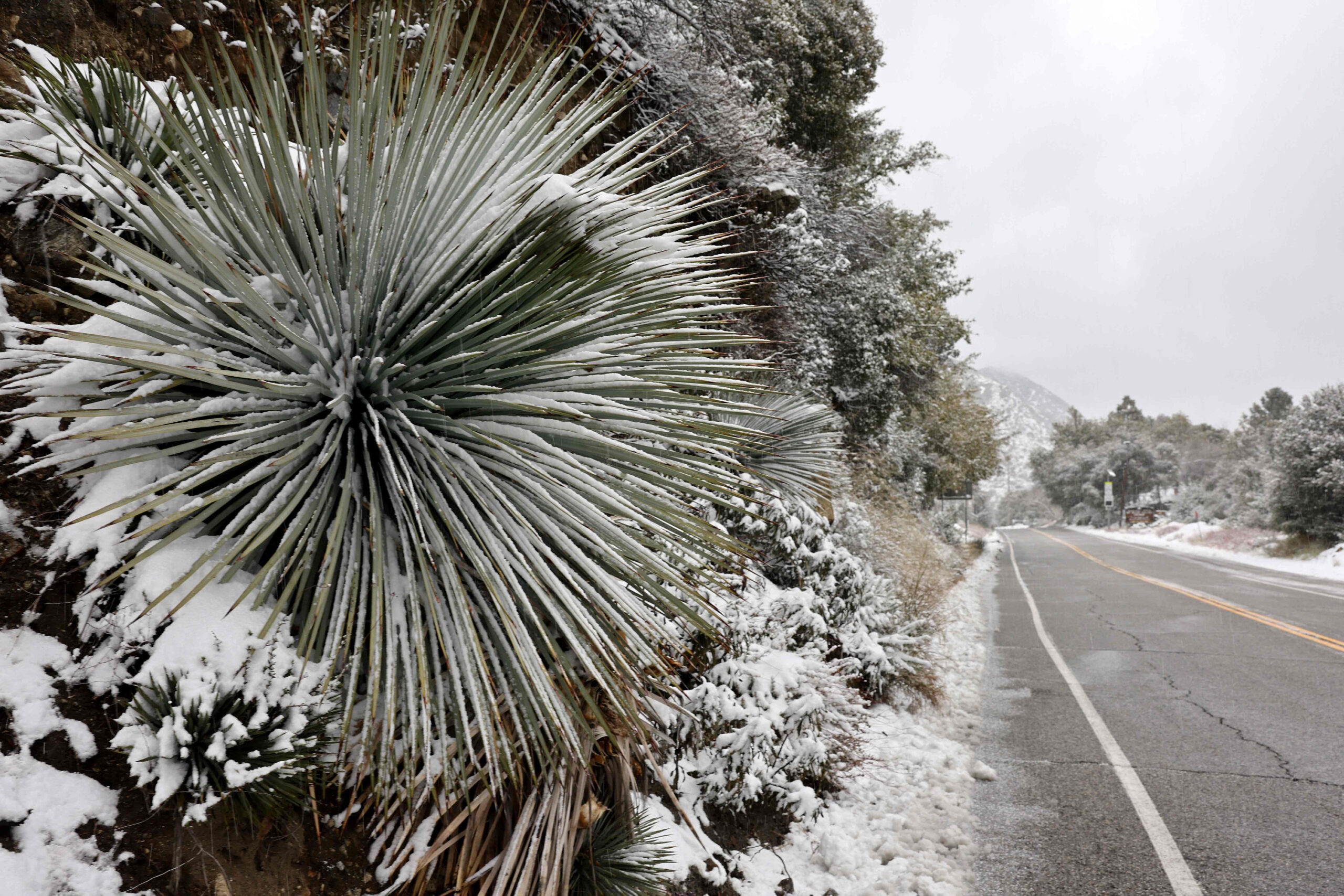 Aufnahme einer Landstraße mit schneebedeckten Pflanzen im LA County.