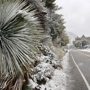 Aufnahme einer Landstraße mit schneebedeckten Pflanzen im LA County.