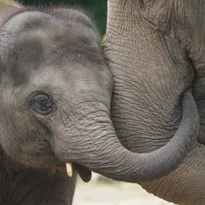 Zwei Elefanten schmusen im Tierpark Hagenbeck