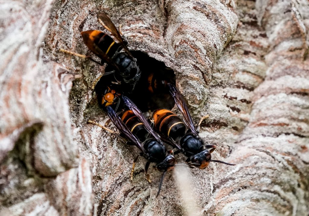 Asiatische Hornissen (Vespa Velutina Nigrithorax) sammeln sich an einem Ausgang ihres Nestes.