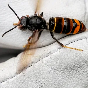 Ein Asiatische Hornisse (Vespa Velutina Nigrithorax) wird im Hamburger Stadtteil Farmsen-Berne von einem Biologen mit einem Handschuh festgehalten.