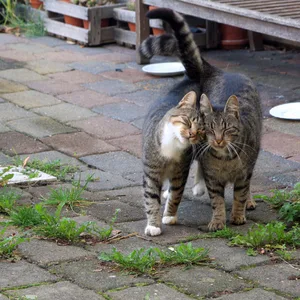 Aufnahme von zwei streunenden Katzen.