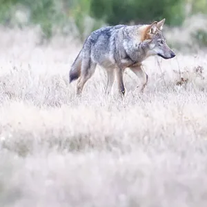 Zwei Wolfswelpen streifen in der Kernzone der Döberitzer Heide durch das Gras.