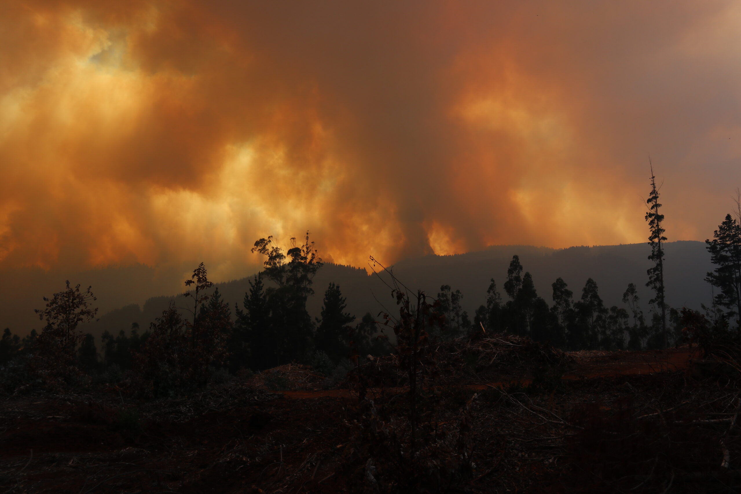 Rauchwolken steigen aus dem Wald bei einem schweren Brand. Tausende Hektar sollen im südamerikanischen Land von Flammen betroffen sein.