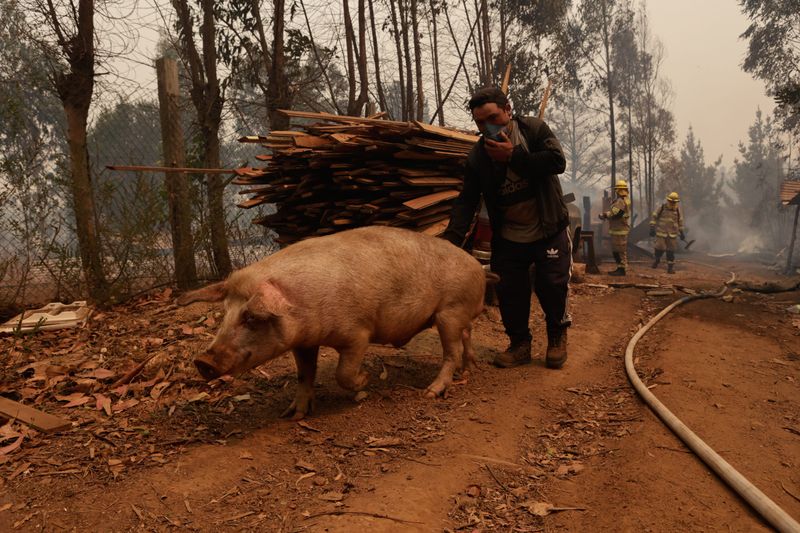 Ein Mann bringt ein Schwein in Sicherheit während Feuerwehreinheiten einen Waldbrand bekämpfen.