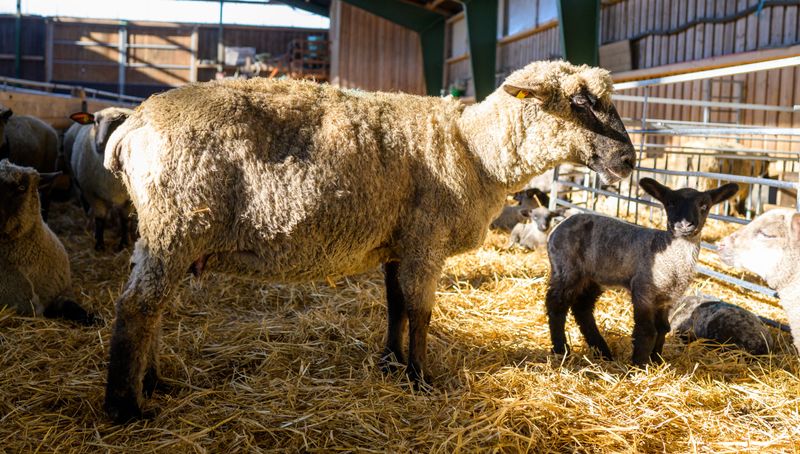 Schaf-Mutter mit ihrem Lamm in Schafstall in Bleckede