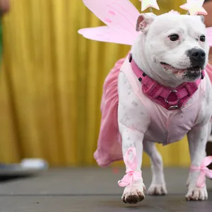 Hund bei Doggywood-Parade