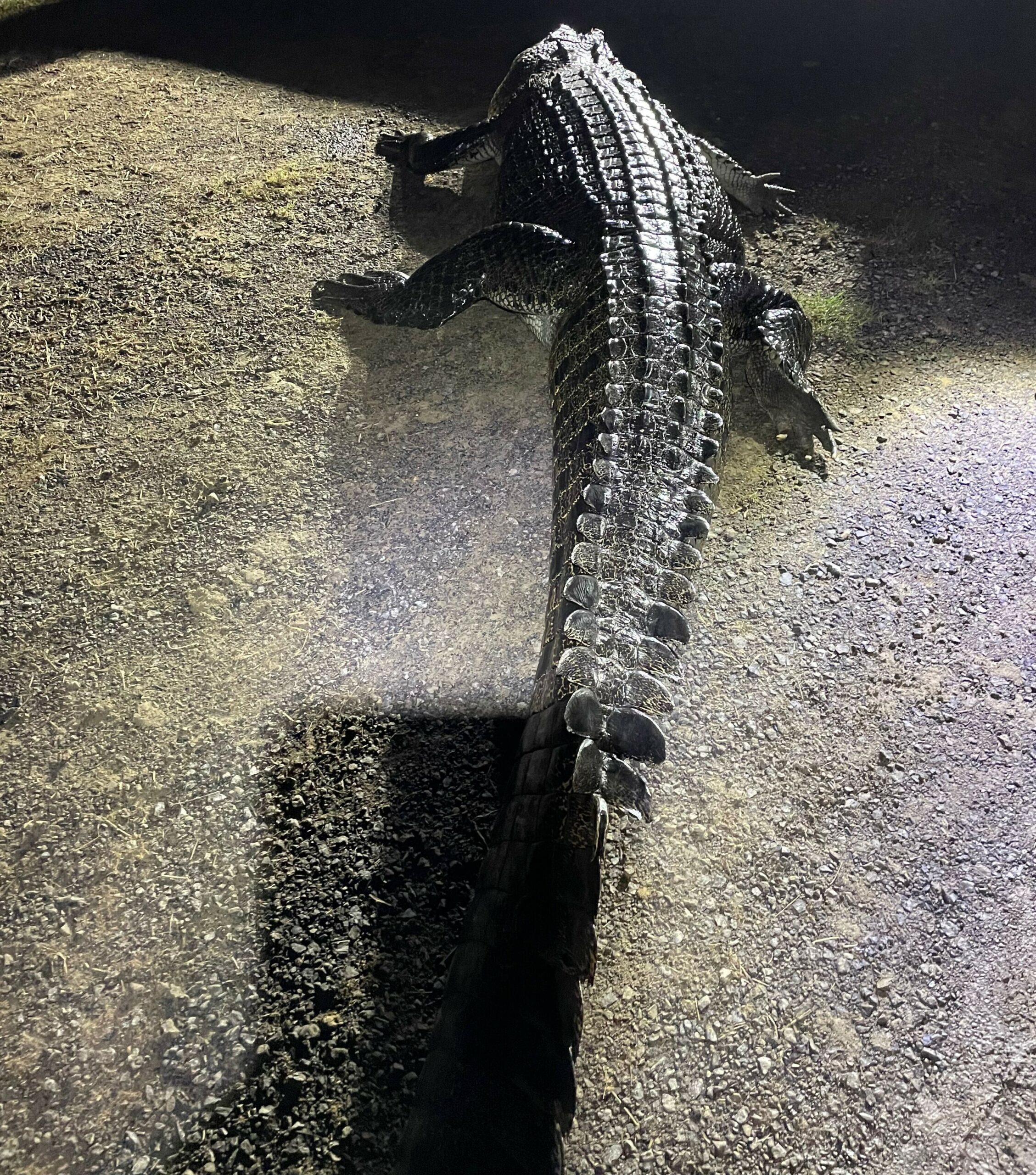 Aufnahme des von Rangern erlegte Krokodil.