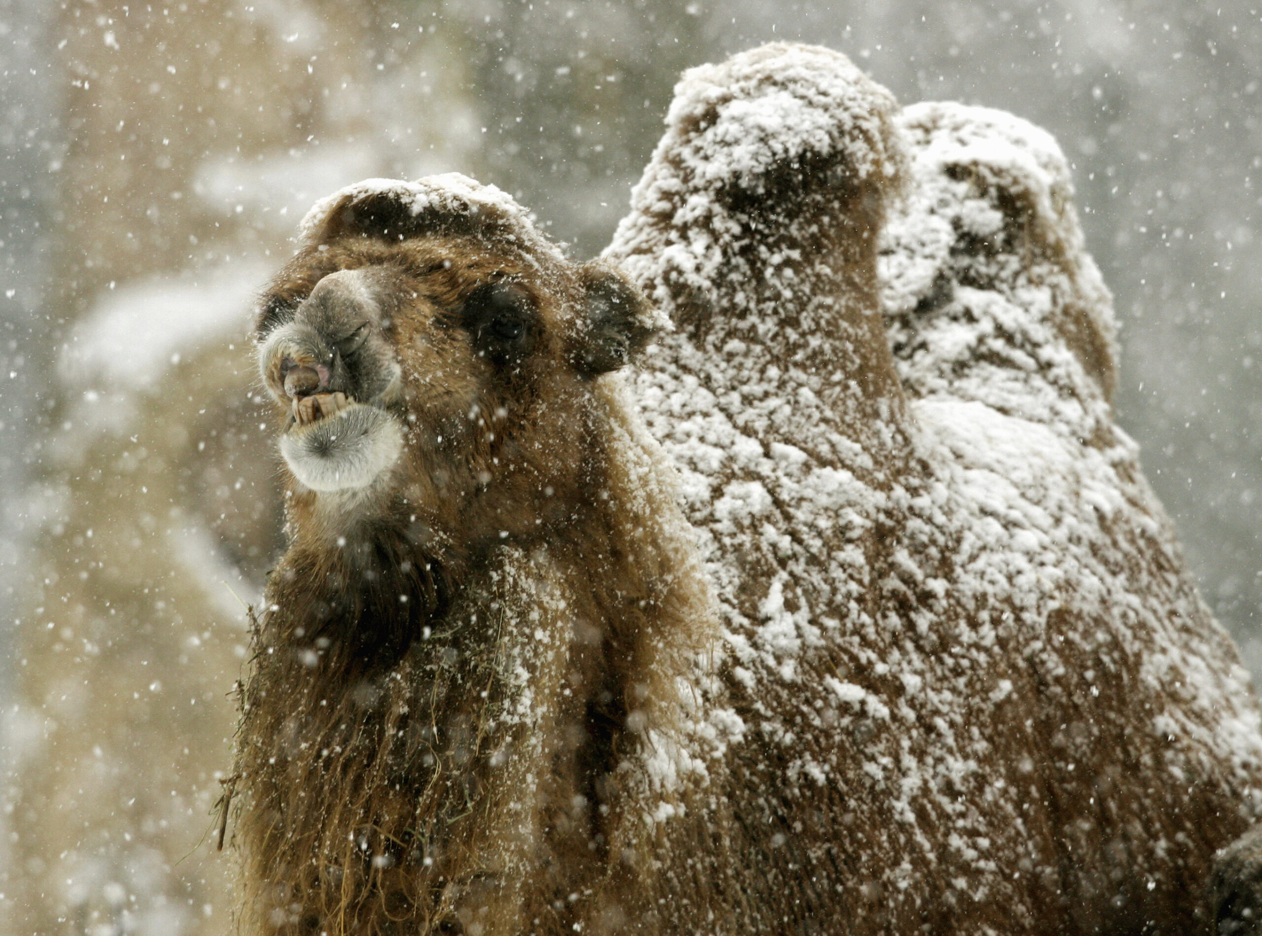 Kamel im Schnee