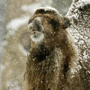 Kamel im Schnee