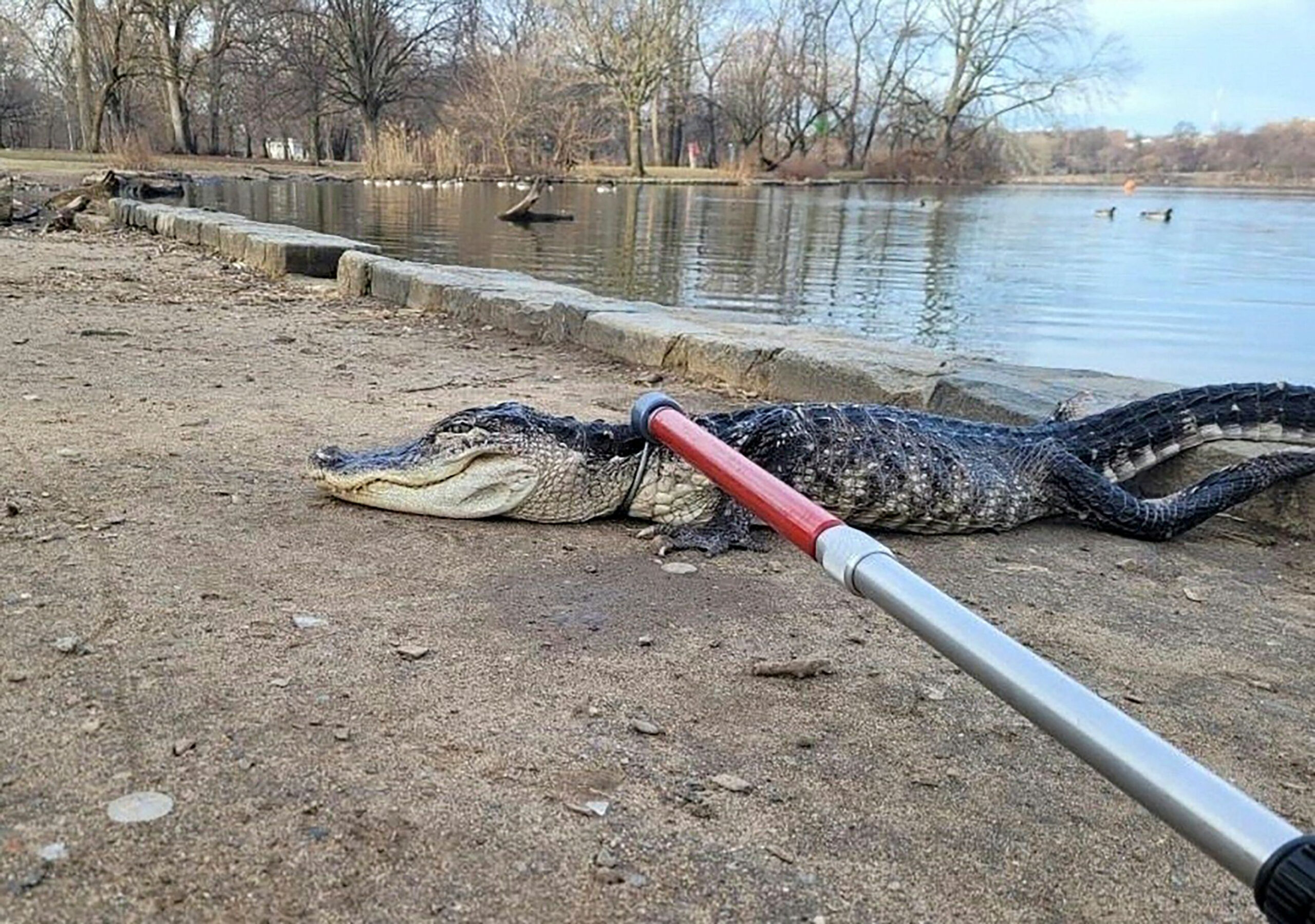 Aufnahme des gefangenen Alligators.