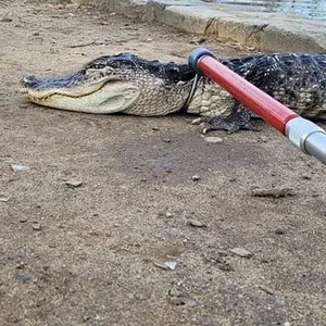 Aufnahme des gefangenen Alligators.