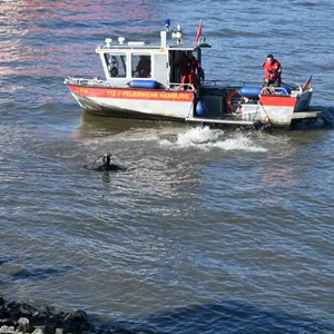 Jugendlicher in Waltershof in Elbe gefallen – große Suchaktion