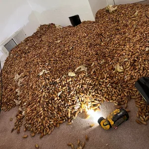 320 Kilo Eicheln hat ein Specht in einer Nebenwand verstaut.