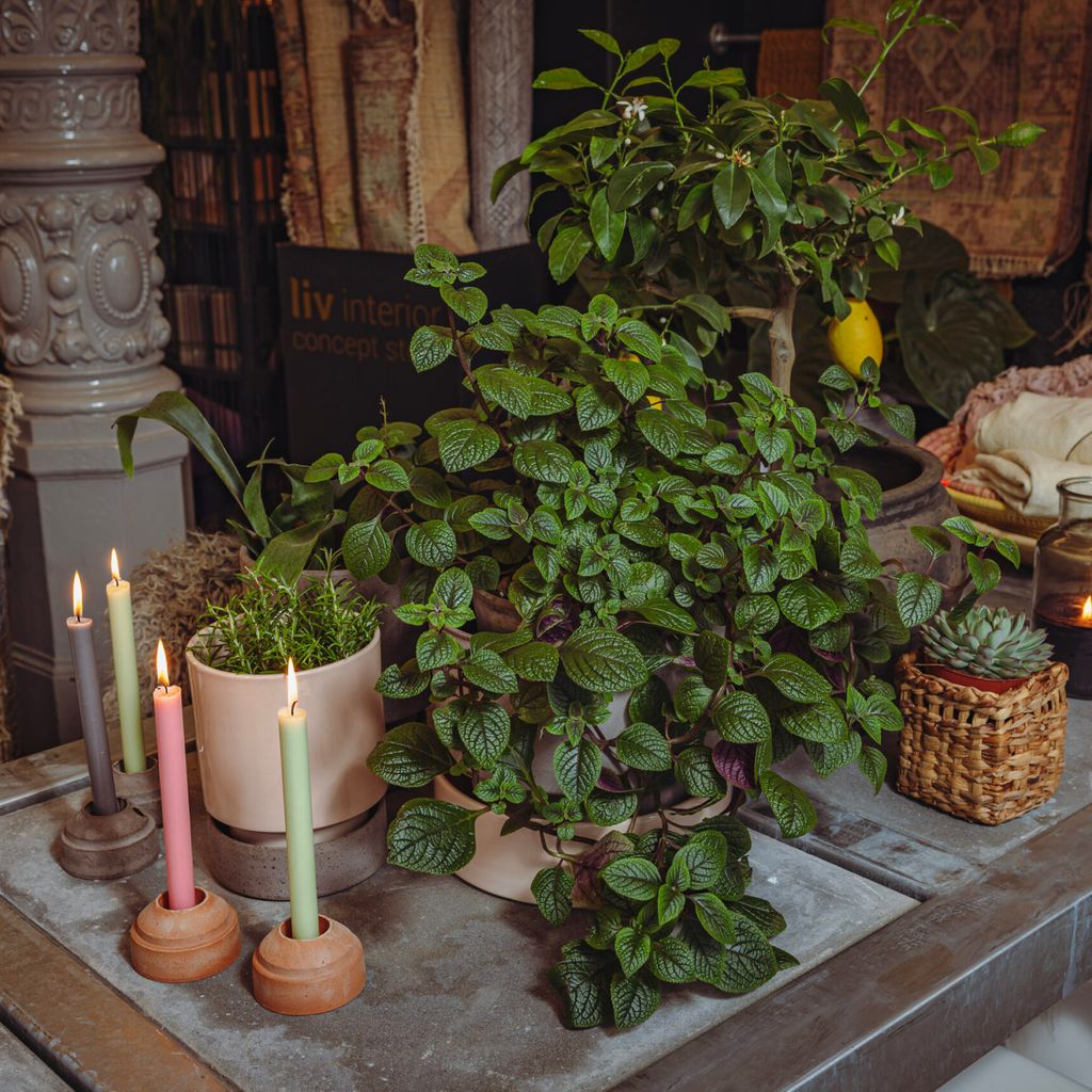 Pflanzen und Kerzen