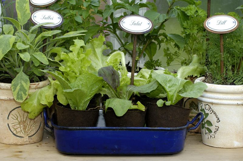 Der eigene kleine Kräuter- und Gemüsegarten auf der Fensterbank