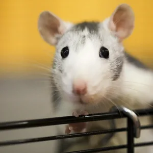 Ratte