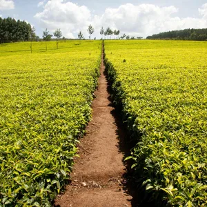 Teeplantage
