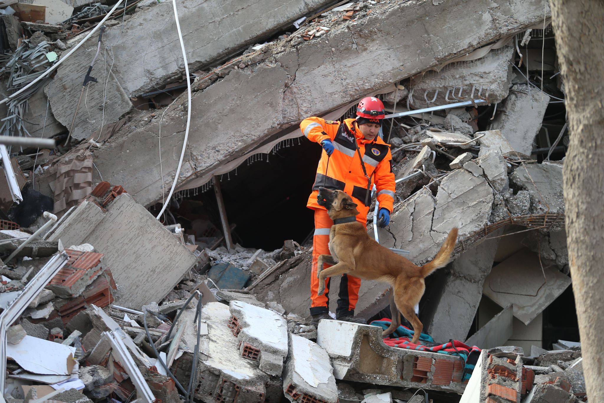 Rettungshund in den Trümmern