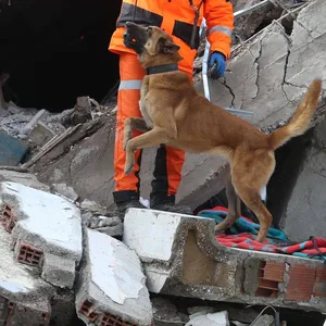 Rettungshund in den Trümmern