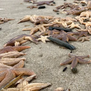 Zahlreiche angeschwemmte Seesterne liegen auf der Nordseeinsel am Strand von Wennigstedt im Sand.