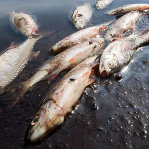 Tote Fische im Wasser