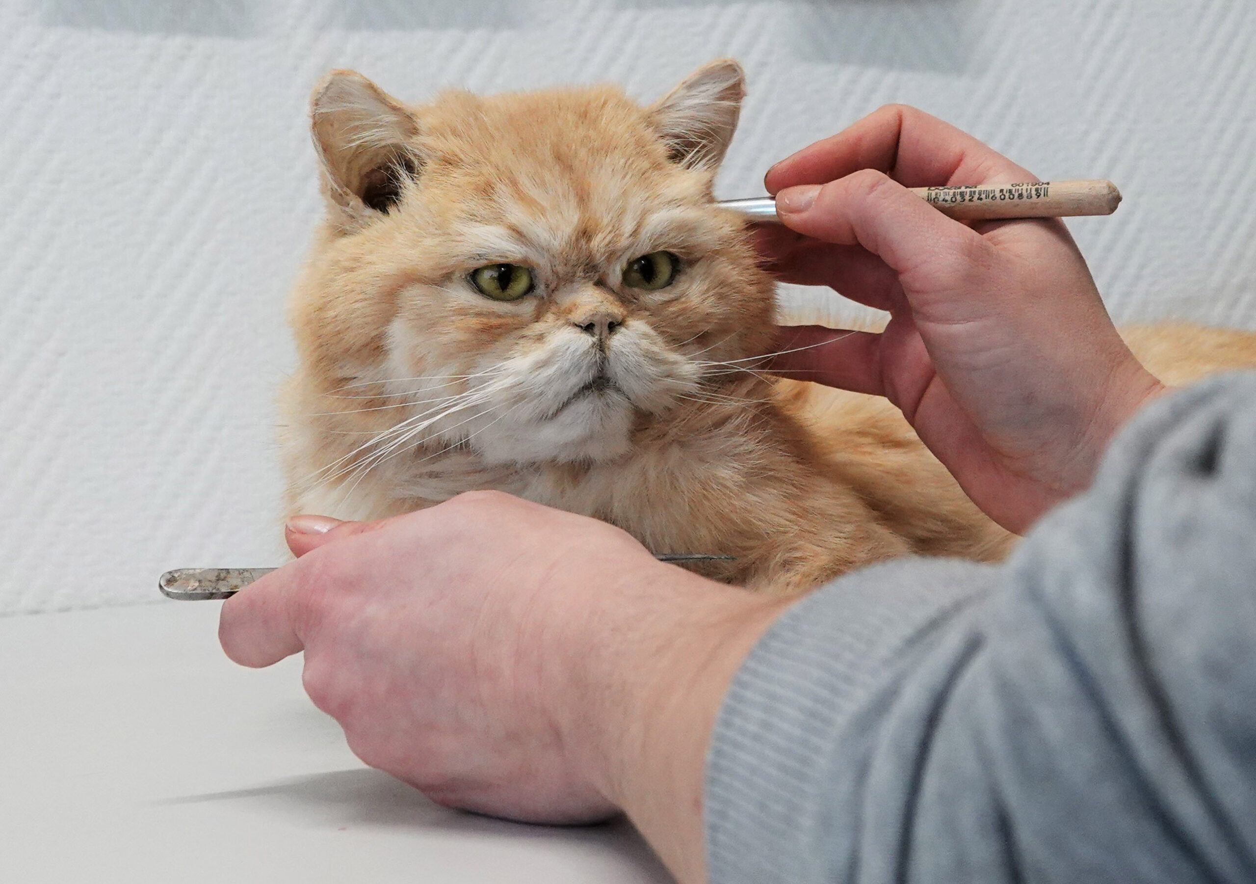 Zum Schluss kommt das Make-up: Tierpräparatorin Laura Eberhard arbeitet an einer ausgestopften Katze.