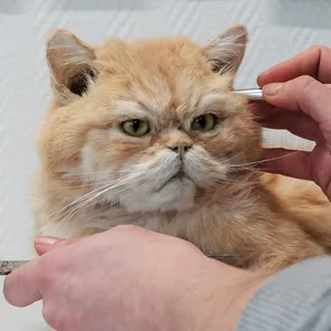 Zum Schluss kommt das Make-up: Tierpräparatorin Laura Eberhard arbeitet an einer ausgestopften Katze.
