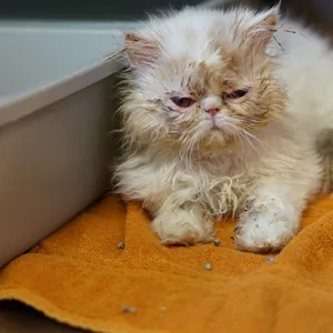 Verwahrloste Perserkatze