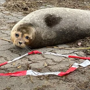 Seehund Fredo sorgte für Aufregung