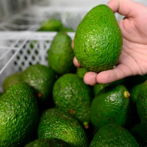 Avocados
