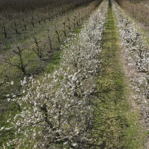 In voller Pracht blühen Süßkirschbäume auf einer Plantage
