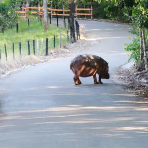 Hippos