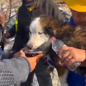 Hund Türkei Erdbeben Aleks