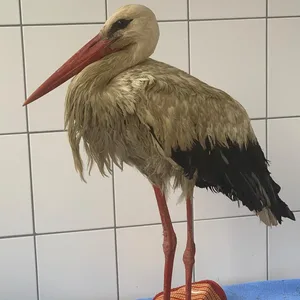 Verschmutzter Storch