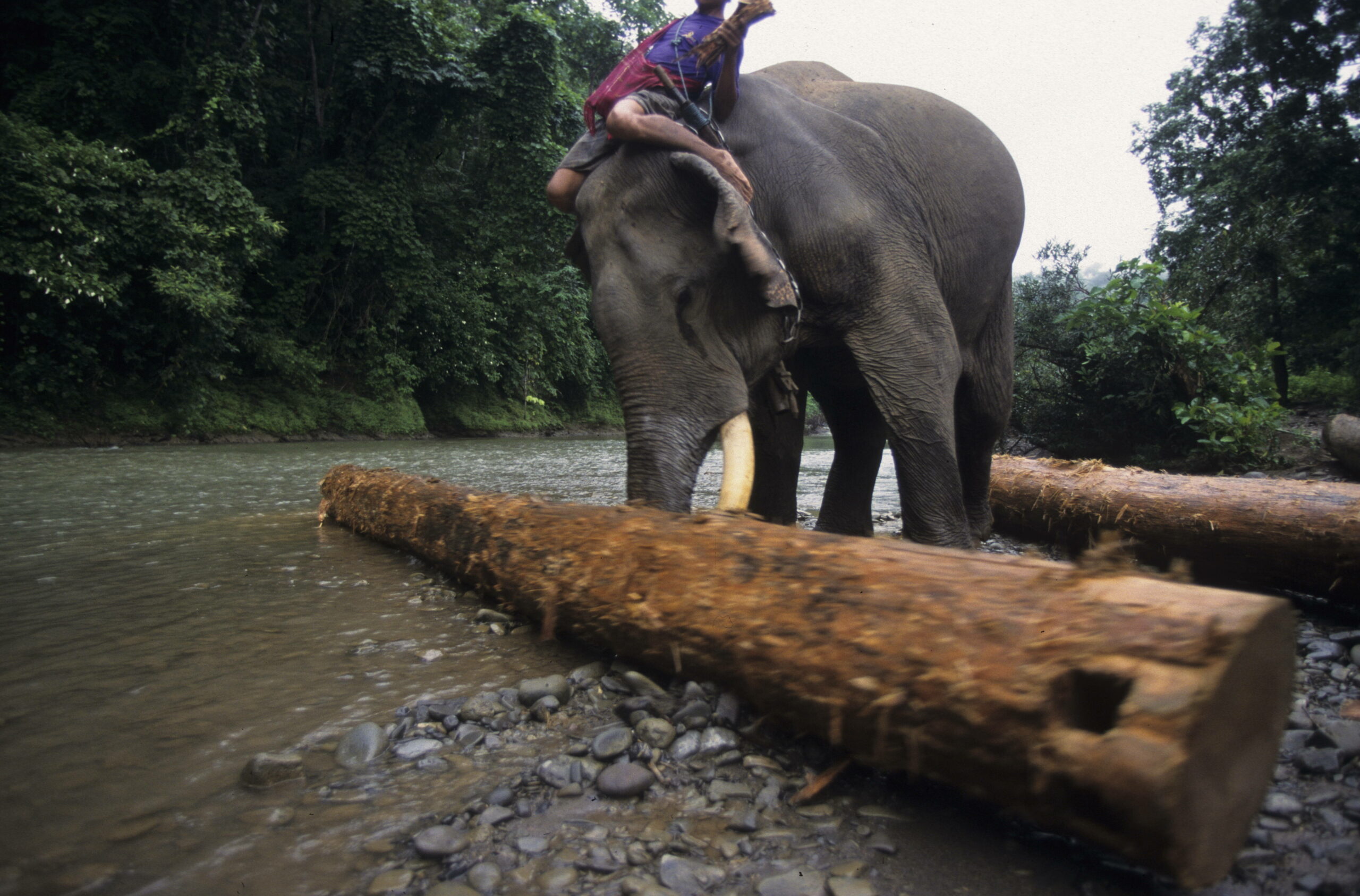 Abholzung von teakholz in Zentral-Myanmar, wo immer noch viele Elefanten dazu benutzt werden.