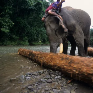 Abholzung von teakholz in Zentral-Myanmar, wo immer noch viele Elefanten dazu benutzt werden.