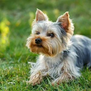Yorkshire Terrier im Gras