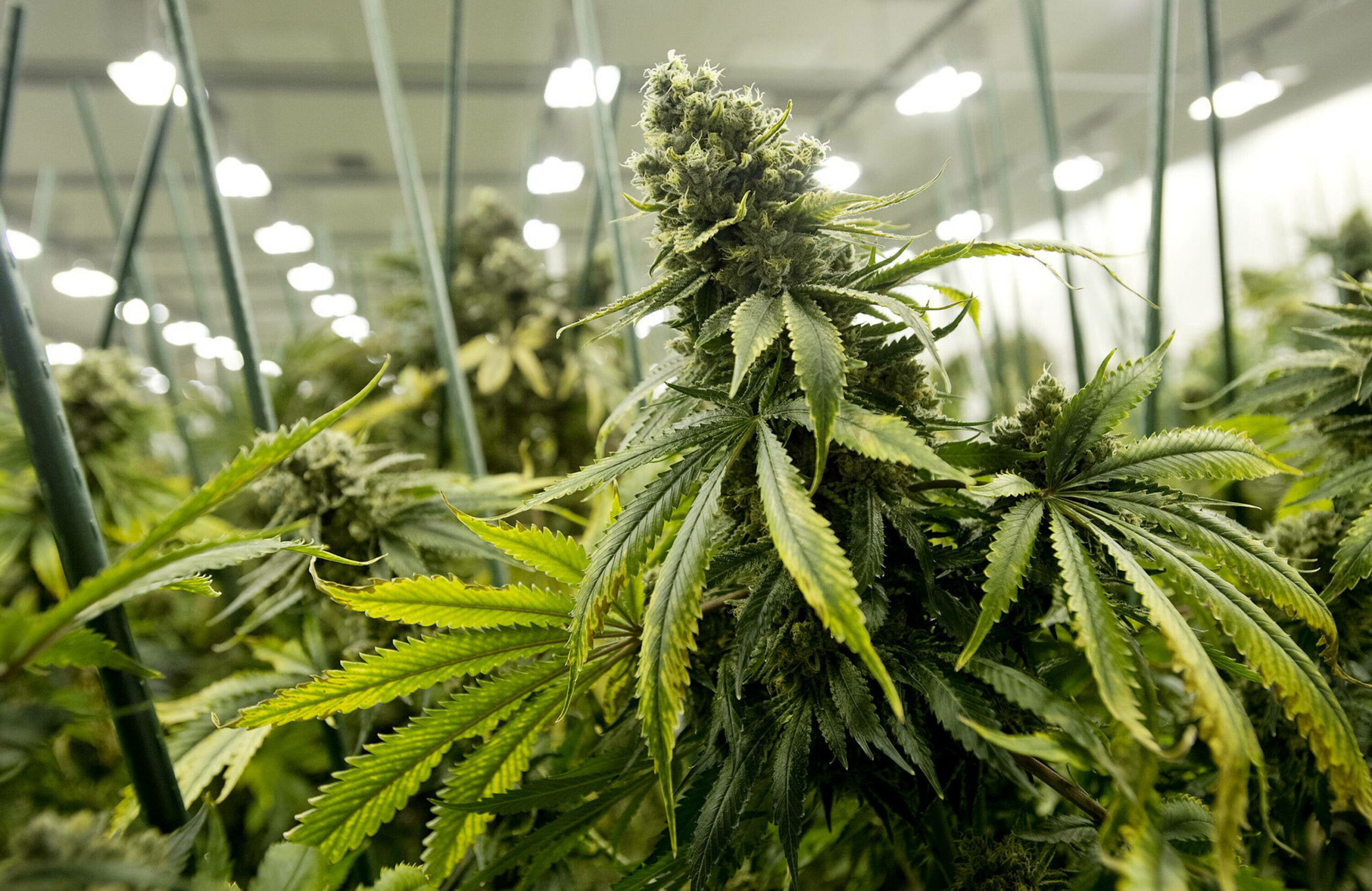 Aufnahme von Cannabispflanzen kurz vor ihrer Ernte.