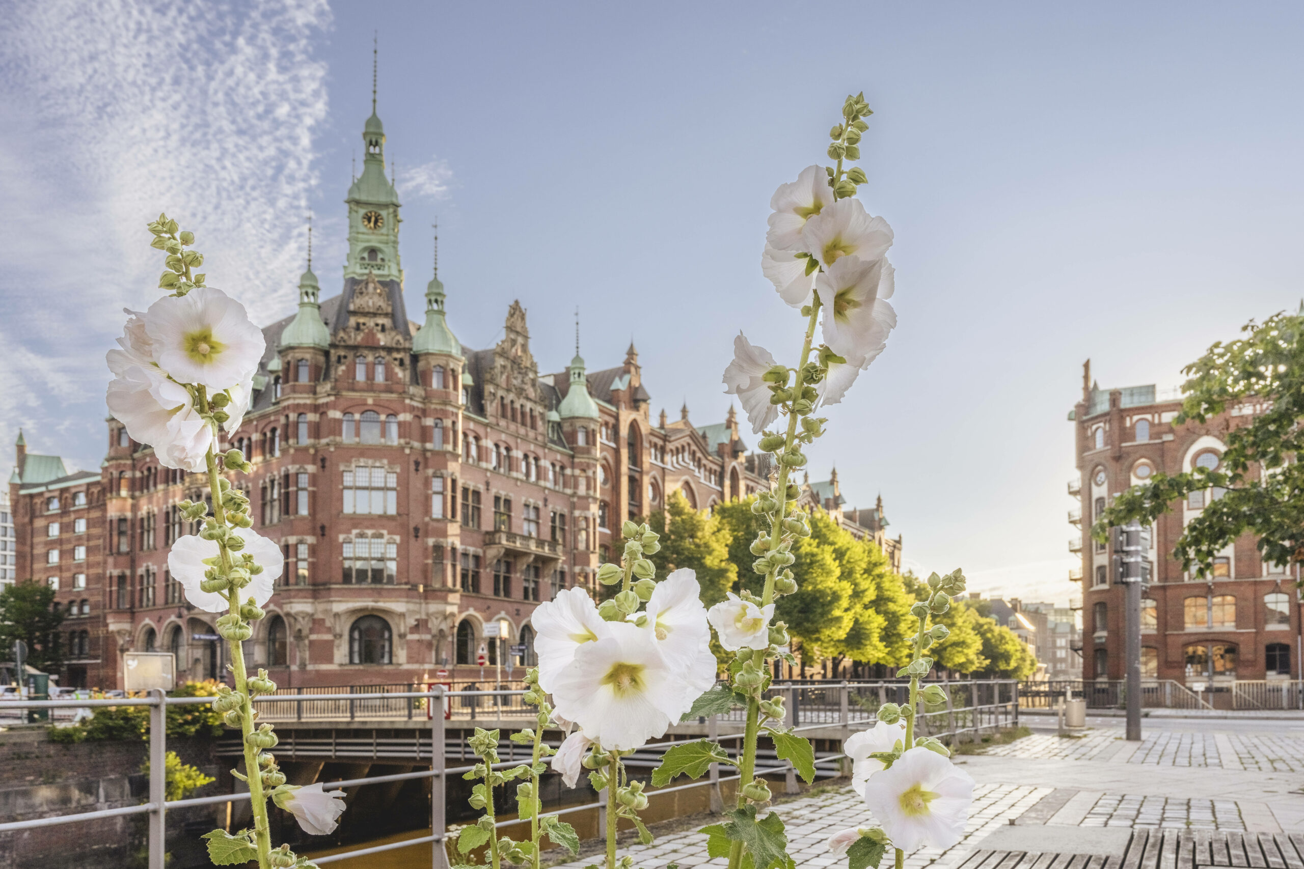 Frühlingsblumen in Hamburg