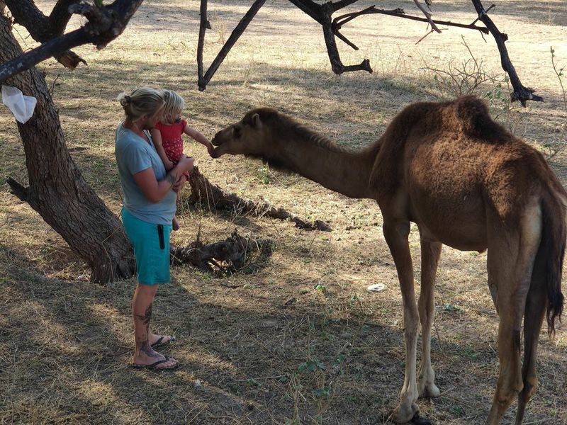 Jonas und Jana füttern ein Kamel im Oman