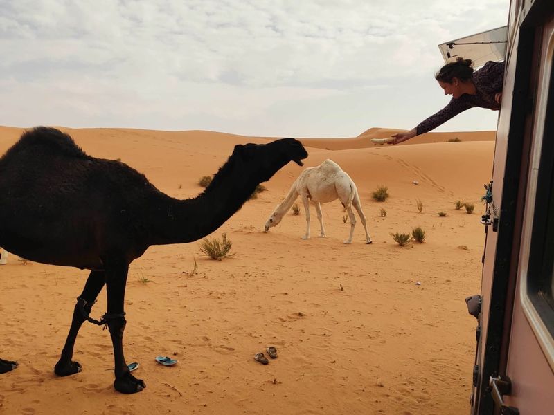 Jessica Pietzko füttert in Saudi Arabien aus „Heidi“ heraus Kamele.