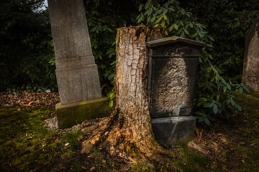 Grabstein oder Baumstamm? Kräftemessen auf dem aufgegebenen Friedhof
