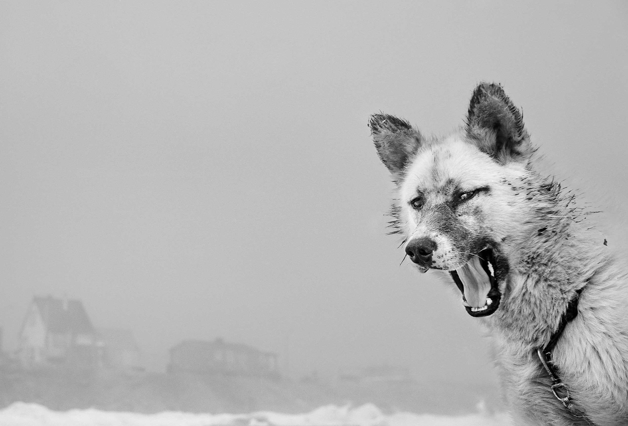 Schwarzweiß-Foto: Im Vordergrund rechts ein Hund mit aufgerissenem Maul, im Hintergrund einige Häuser