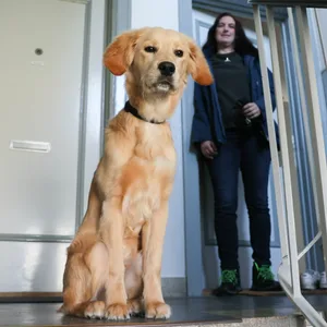 Golden Retriever Bailey im Treppenhaus