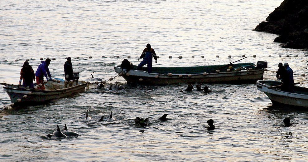 Tiere in Bucht, Menschen auf Boot