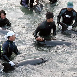 Delfintrainer im Wasser
