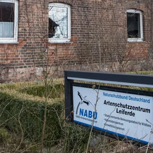 Wolfkopf Gifhorn Leiferde